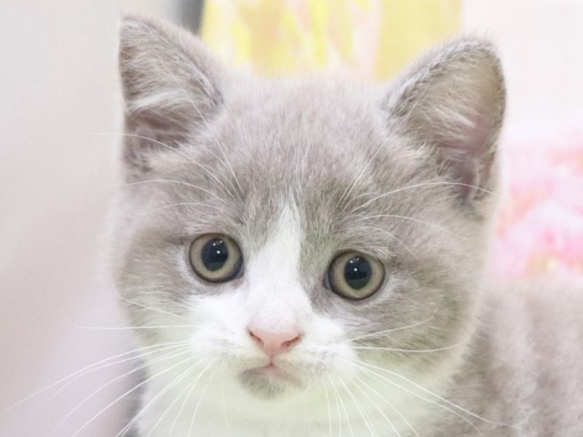 大阪府のブリティッシュショートヘアー (アミーゴ鳳店/2024年3月29日生まれ/男の子/ライラックホワイト)の子猫