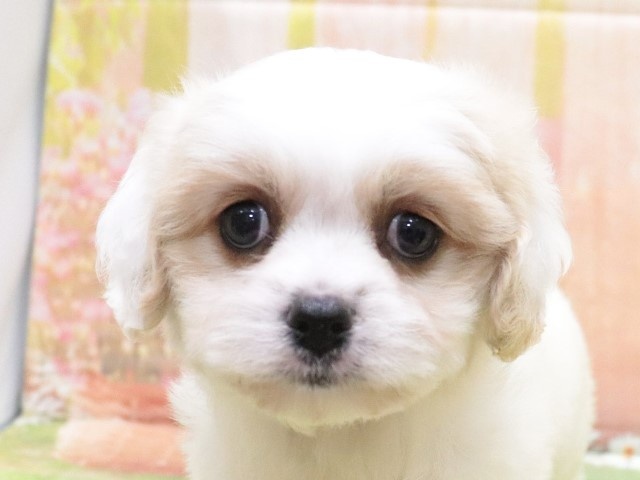 大阪府のハーフ犬 (アミーゴ鳳店/2024年4月3日生まれ/男の子/ホワイトクリーム)の子犬