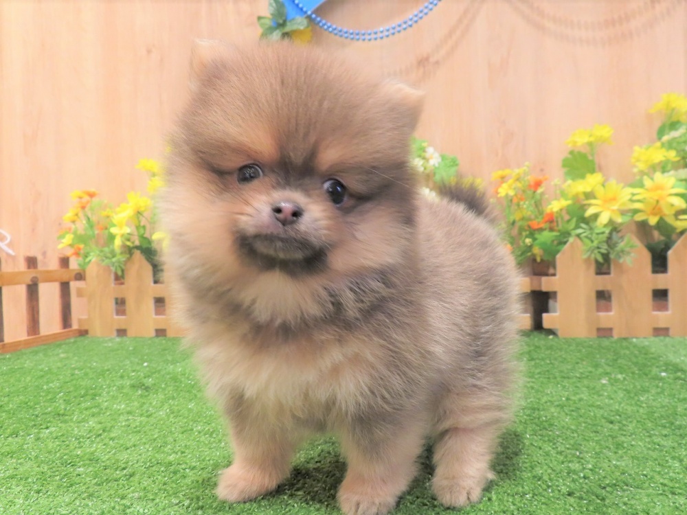 兵庫県のポメラニアン (アミーゴ伊丹店/2024年4月3日生まれ/女の子/ウルフセーブル)の子犬