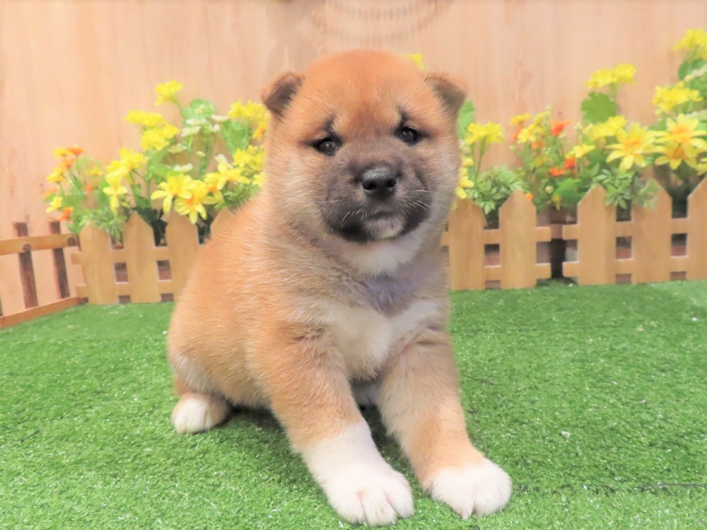 兵庫県の柴犬(標準サイズ) (アミーゴ伊丹店/2024年4月4日生まれ/女の子/赤)の子犬