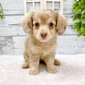 石川県のハーフ犬 (アミーゴ金沢おこばた店/2024年3月20日生まれ/女の子/チョコレートダップル)の子犬