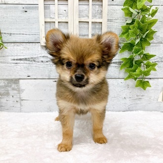 石川県のハーフ犬 (アミーゴ金沢おこばた店/2024年3月31日生まれ/男の子/レッド)の子犬