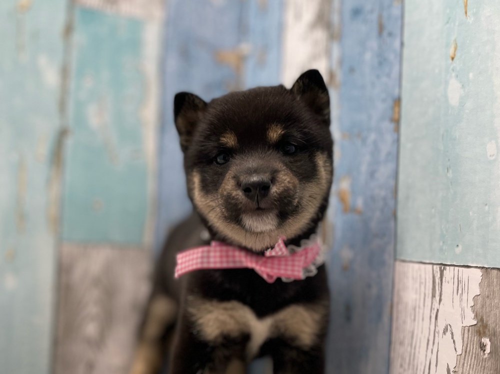 岡山県の柴犬(標準サイズ) (アミーゴ岡南店/2024年4月4日生まれ/女の子/黒)の子犬