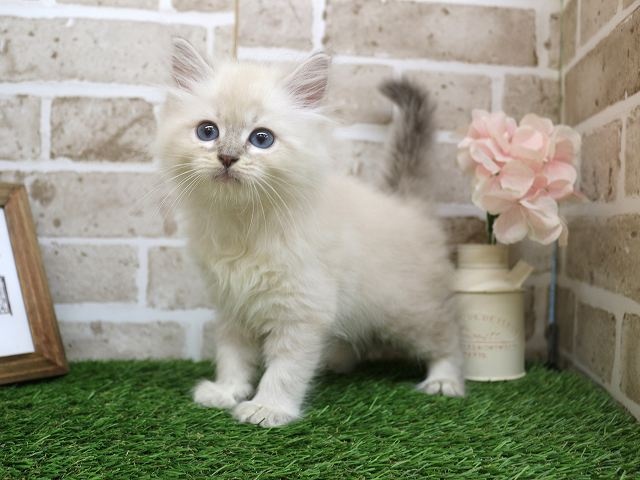 兵庫県のサイベリアン (アミーゴ神戸西店/2024年3月30日生まれ/女の子/ブルーリンクスポイントホワイト)の子猫