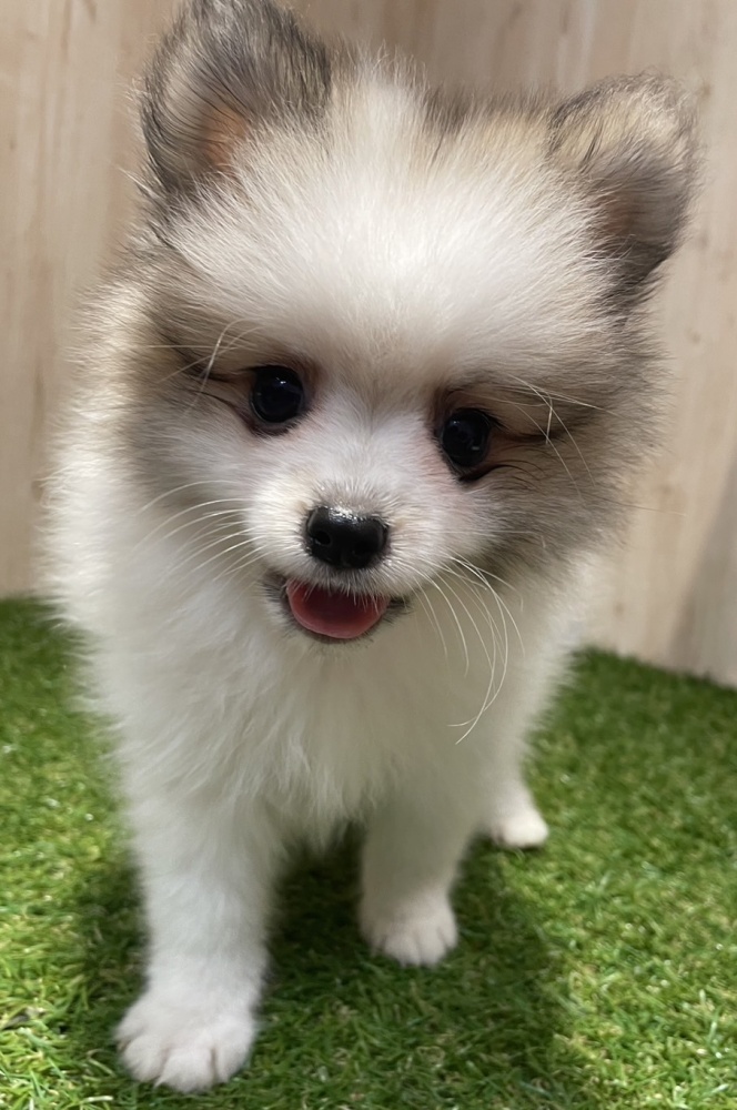 茨城県のハーフ犬 (アミーゴ神栖店/2024年3月20日生まれ/女の子/ブラウンホワイト)の子犬