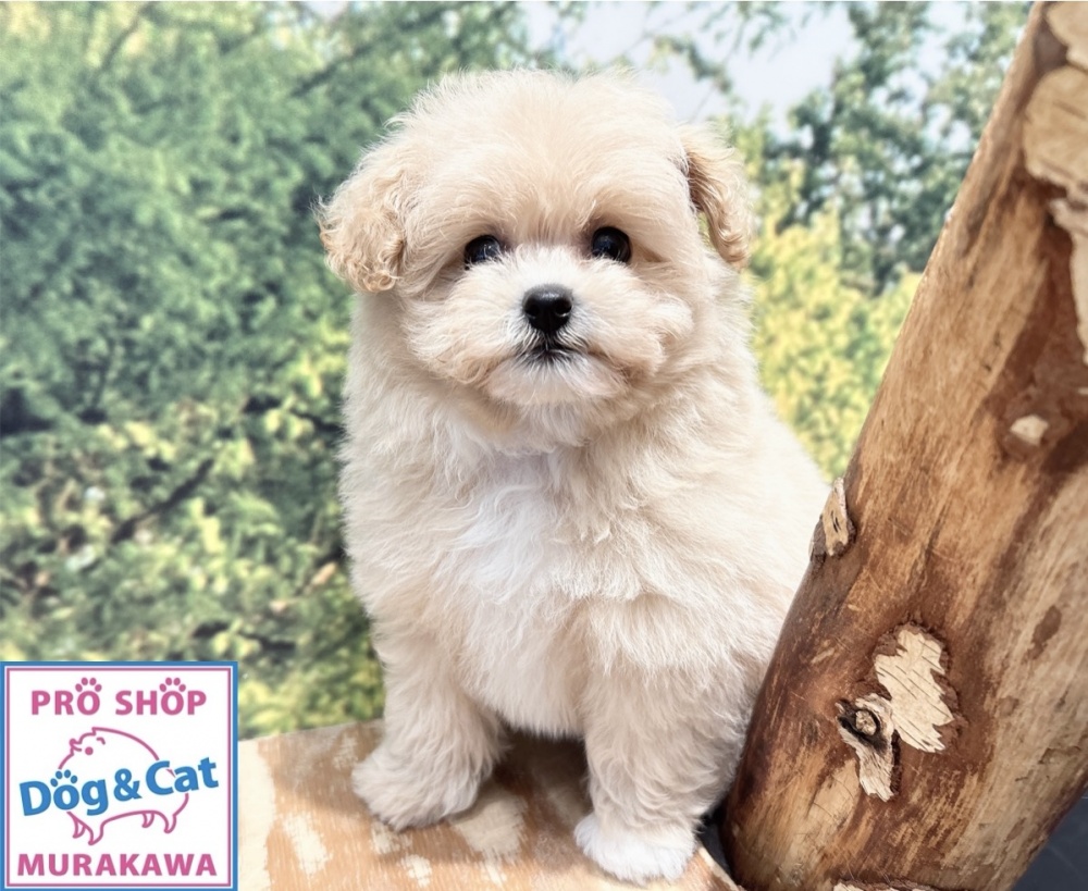 広島県のハーフ犬 (アミーゴ温品店/2024年3月29日生まれ/女の子/クリーム)の子犬