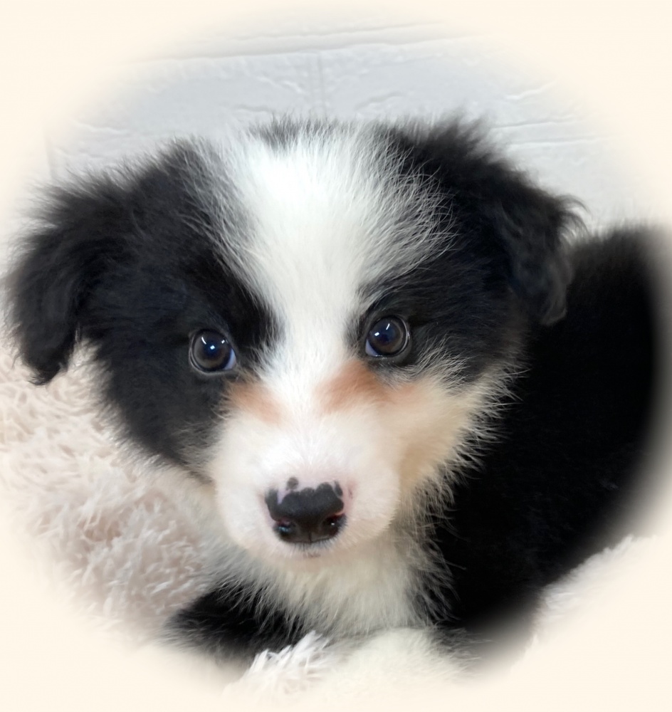 岡山県のボーダーコリー (アミーゴ津山店/2024年4月3日生まれ/女の子/ブラックホワイト)の子犬