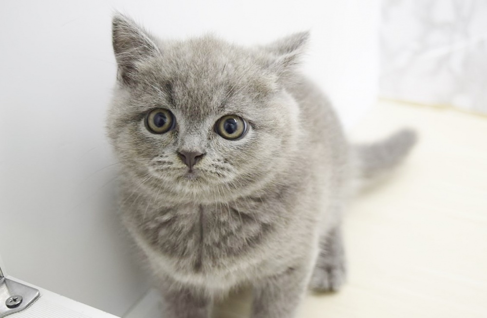 広島県のブリティッシュショートヘアー (アミーゴ宇品店/2024年3月28日生まれ/男の子/ブルー)の子猫