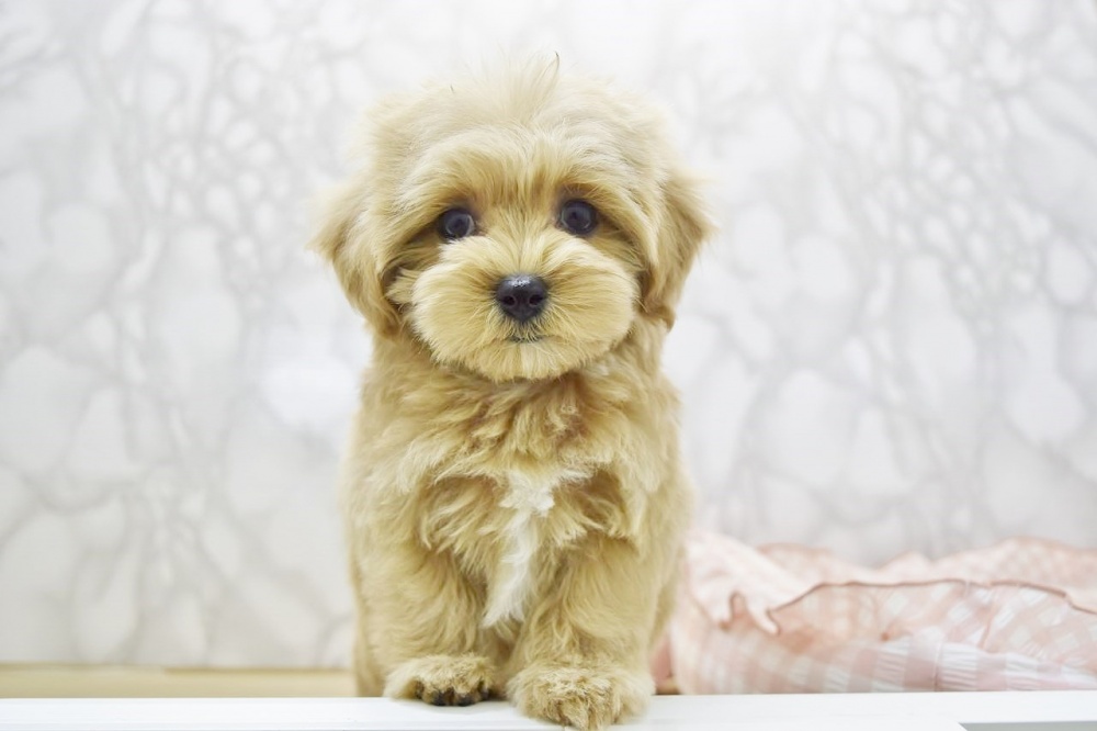 広島県のハーフ犬 (アミーゴ宇品店/2024年3月28日生まれ/女の子/クリーム)の子犬