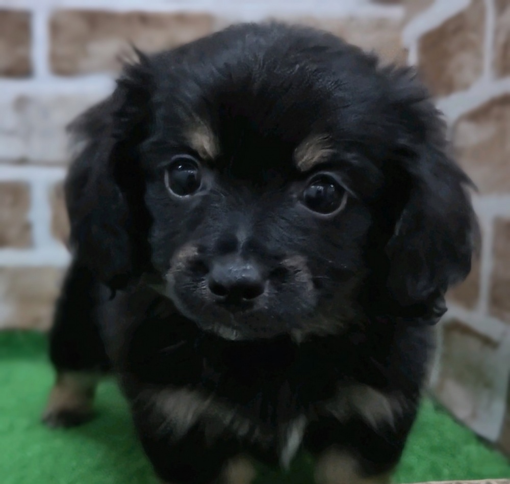 大阪府のハーフ犬 (アミーゴ高槻店/2024年4月3日生まれ/男の子/ブラックタン)の子犬
