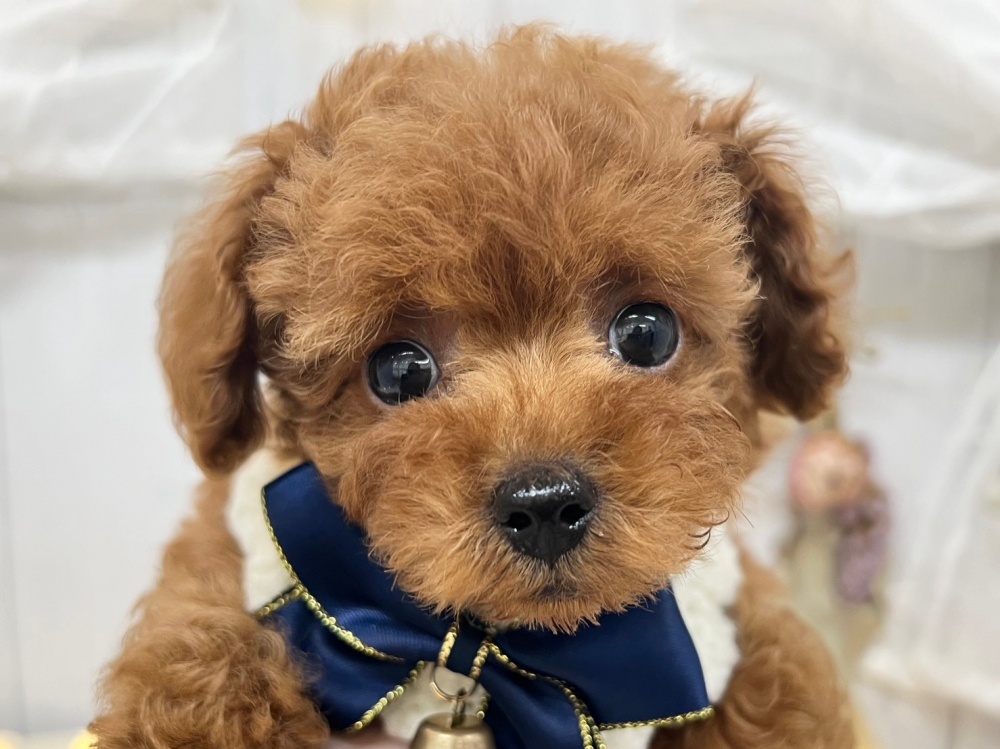 香川県のトイプードル(トイ) (アミーゴ屋島店/2024年3月31日生まれ/男の子/レッドフォーン)の子犬