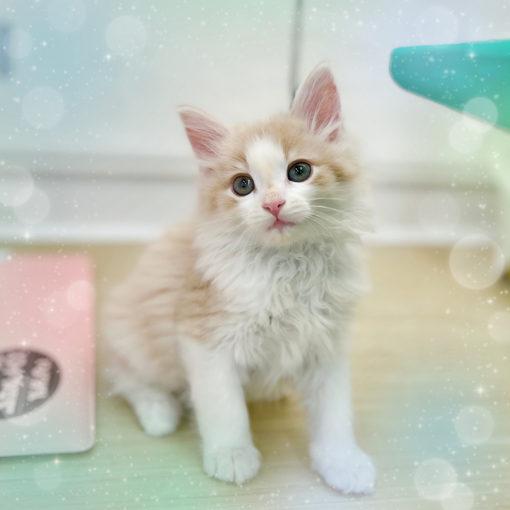 岡山県のノルウェージャンフォレストキャット (アミーゴ中庄店/2024年4月1日生まれ/男の子/クリームタビーホワイト)の子猫