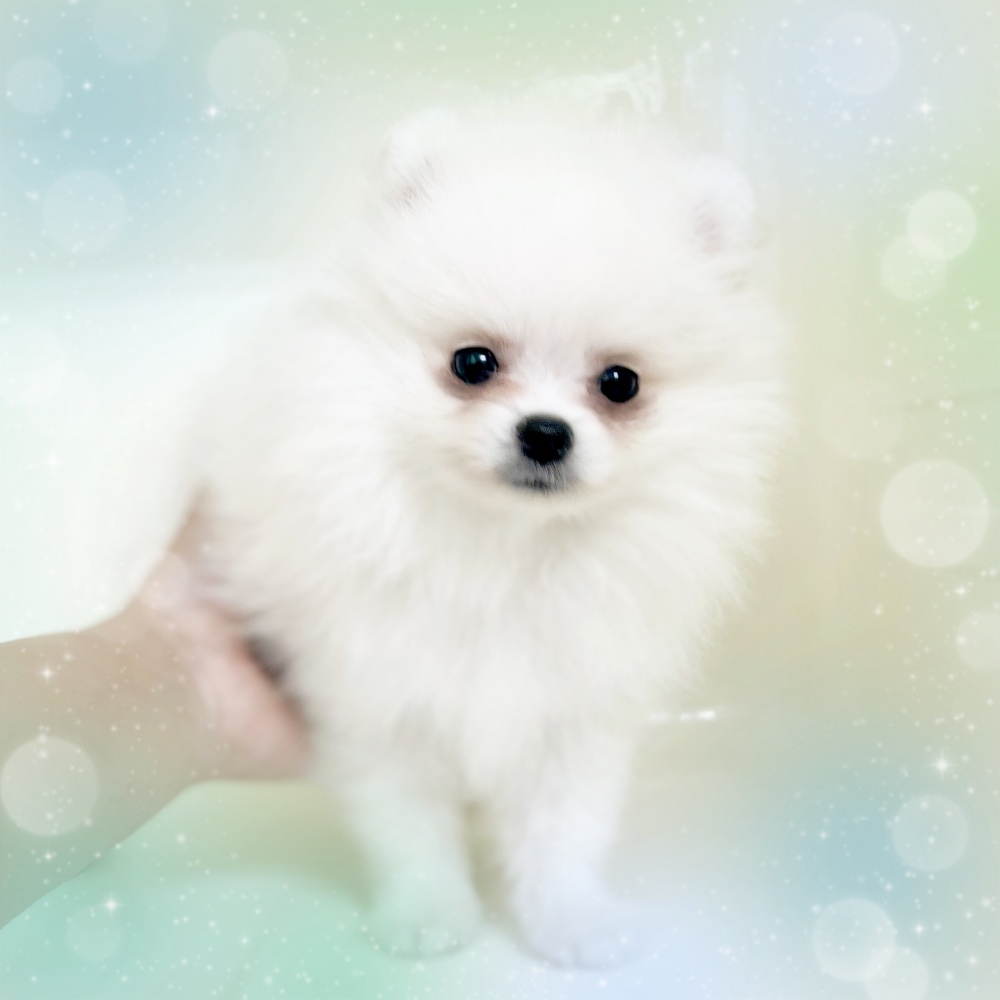 岡山県のポメラニアン (アミーゴ中庄店/2024年4月3日生まれ/男の子/ホワイト)の子犬