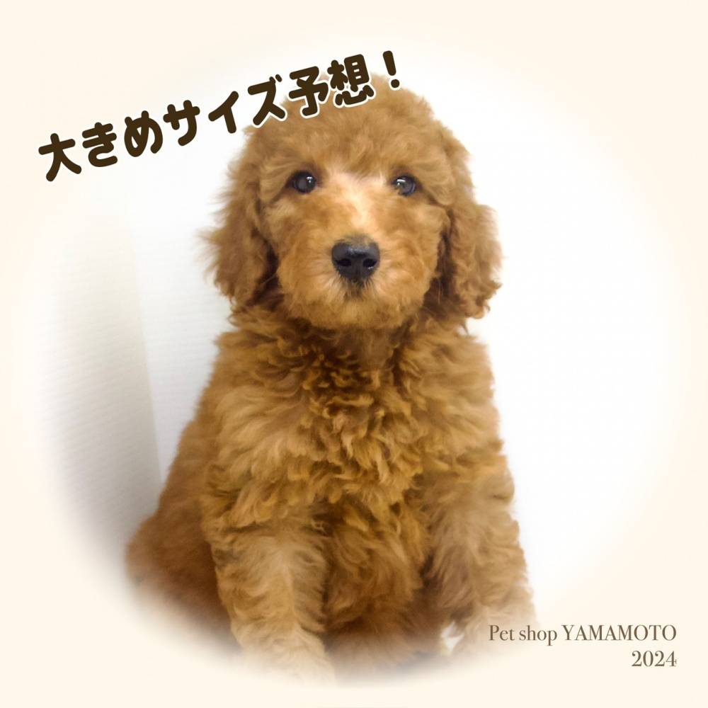 岡山県のスタンダードプードル (アミーゴ大安寺店/2024年4月2日生まれ/女の子/レッド)の子犬
