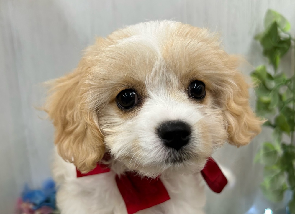 香川県のハーフ犬 (アミーゴ高松店/2024年3月20日生まれ/女の子/ホワイトクリーム)の子犬
