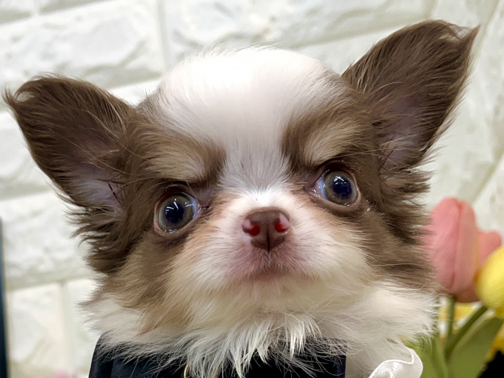 兵庫県のチワワ(ロング) (アミーゴ姫路花田店/2024年4月5日生まれ/男の子/チョコレートタンホワイト)の子犬