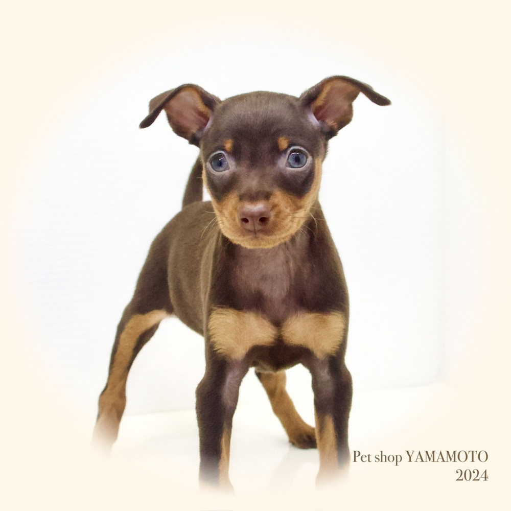 岡山県のミニチュアピンシャー (アミーゴ大安寺店/2024年4月3日生まれ/女の子/チョコレートタン)の子犬