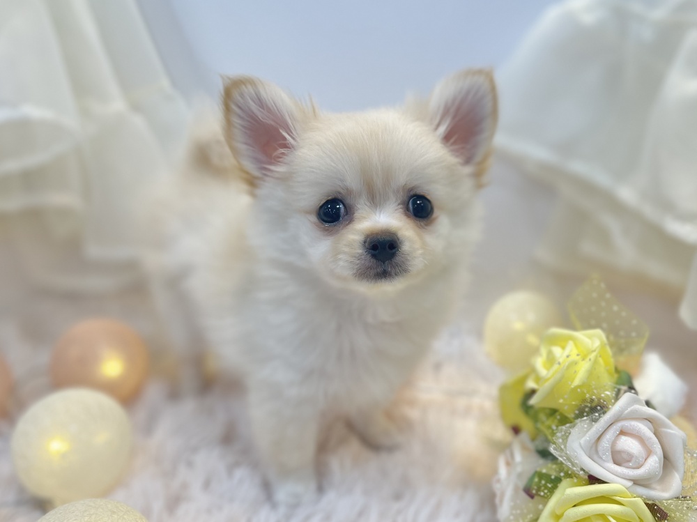 兵庫県のハーフ犬 (アミーゴ姫路飾磨店/2024年3月21日生まれ/女の子/クリーム)の子犬