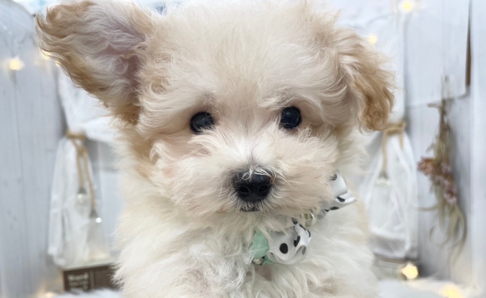香川県のハーフ犬 (アミーゴ屋島店/2024年3月9日生まれ/男の子/アプリコット)の子犬