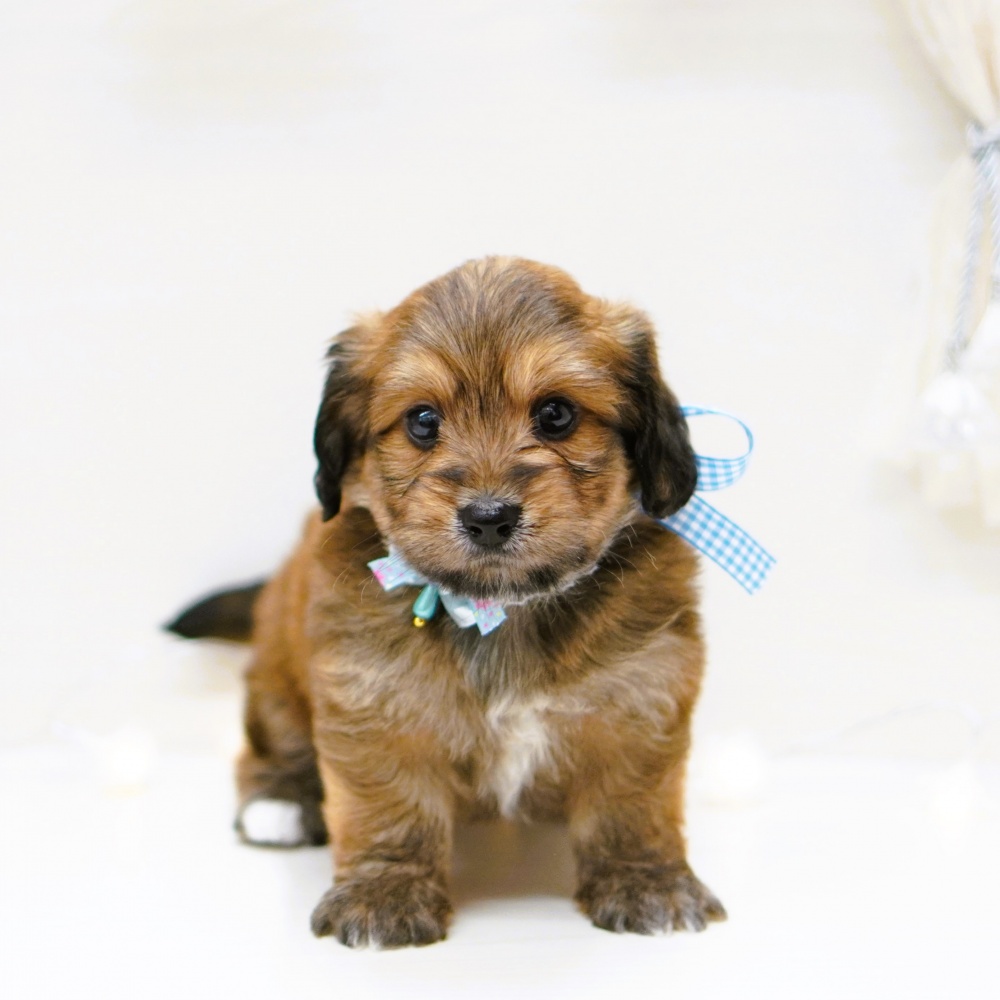 富山県のハーフ犬 (アミーゴ富山山室店/2024年4月3日生まれ/男の子/フォーン)の子犬
