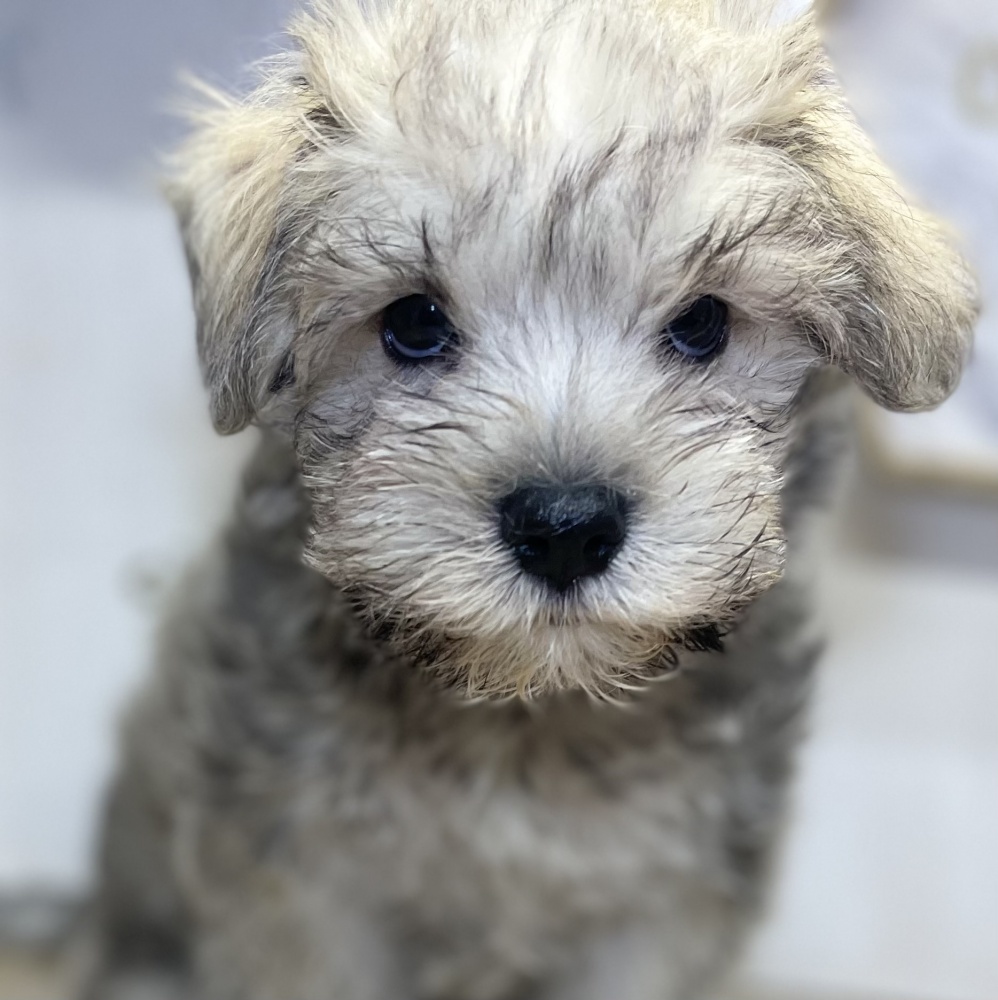 高知県のハーフ犬 (アミーゴ高知店/2024年4月9日生まれ/男の子/フォーン)の子犬