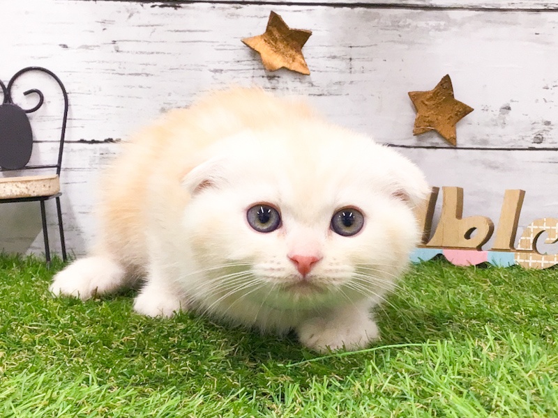 愛知県のスコティッシュフォールド (アミーゴ知立店/2024年4月10日生まれ/男の子/クリームタビー)の子猫