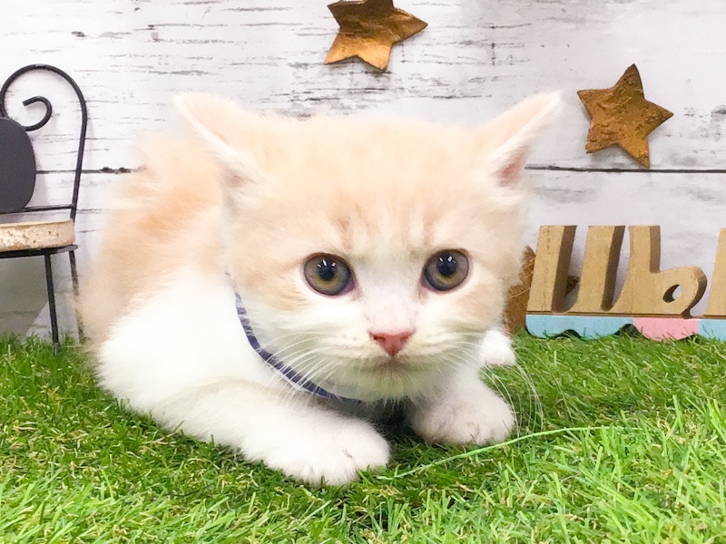 愛知県のスコティッシュフォールド (アミーゴ知立店/2024年4月10日生まれ/男の子/クリームタビーホワイト)の子猫