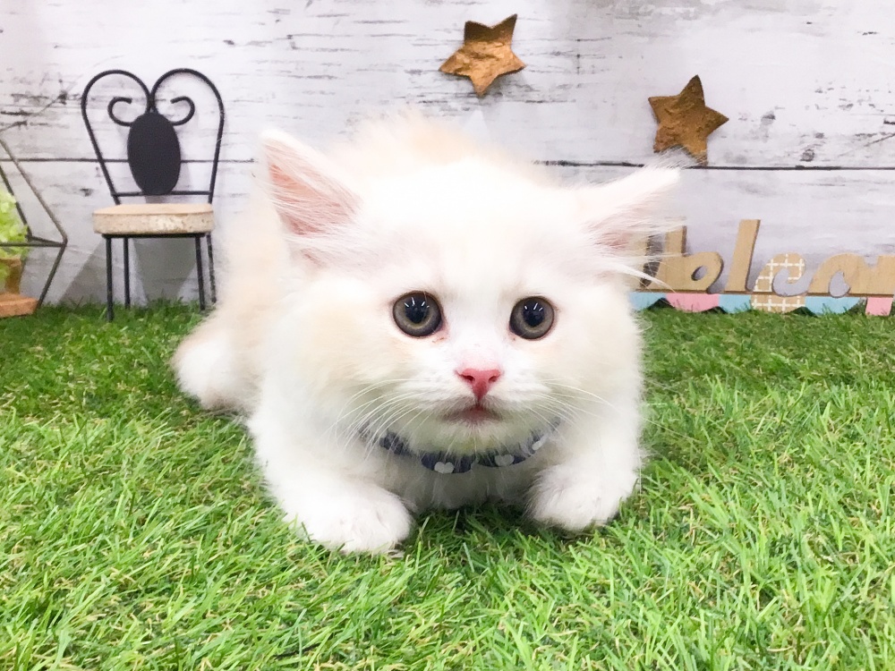愛知県のスコティッシュフォールド (アミーゴ知立店/2024年4月10日生まれ/男の子/クリームタビーホワイト)の子猫