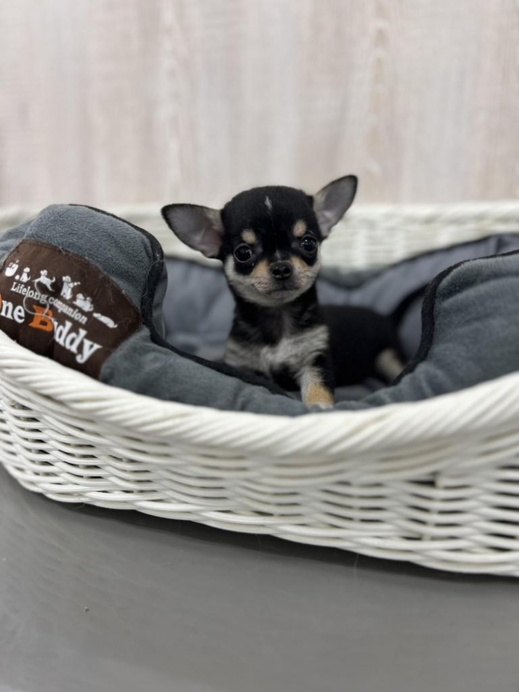 埼玉県のハーフ犬 (アミーゴ吹上店/2024年1月27日生まれ/女の子/ブラックタンホワイト)の子犬
