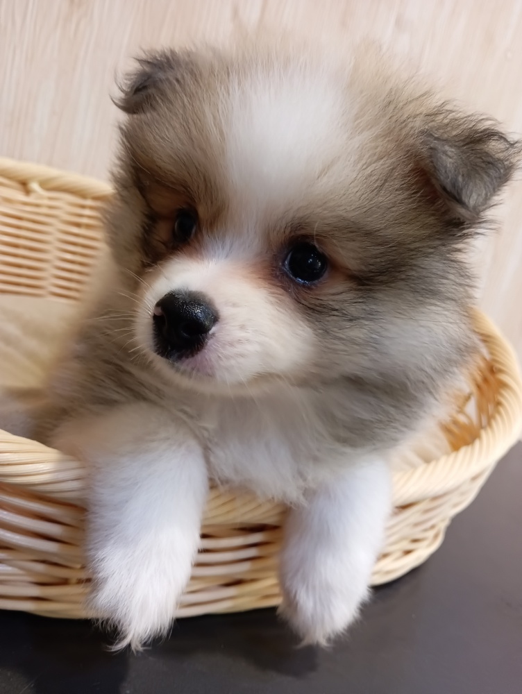 埼玉県のハーフ犬 (アミーゴ吹上店/2024年4月6日生まれ/男の子/その他色)の子犬