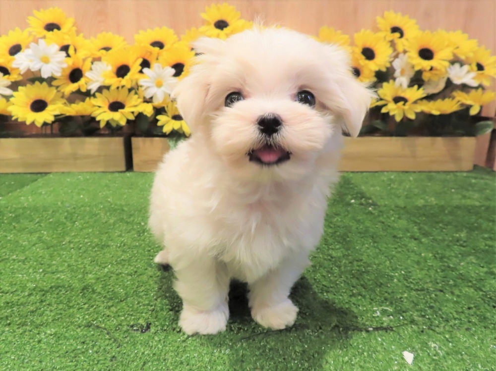 兵庫県のマルチーズ (アミーゴ伊丹店/2024年4月9日生まれ/男の子/ホワイト)の子犬