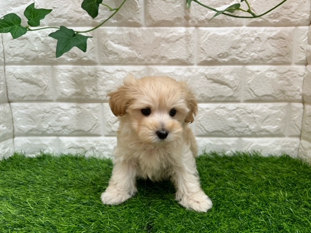 新潟県のハーフ犬 (アミーゴ紫竹山店/2024年4月4日生まれ/男の子/クリーム)の子犬