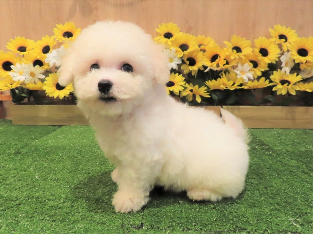兵庫県のビションフリーゼ (アミーゴ伊丹店/2024年4月2日生まれ/男の子/ホワイト)の子犬