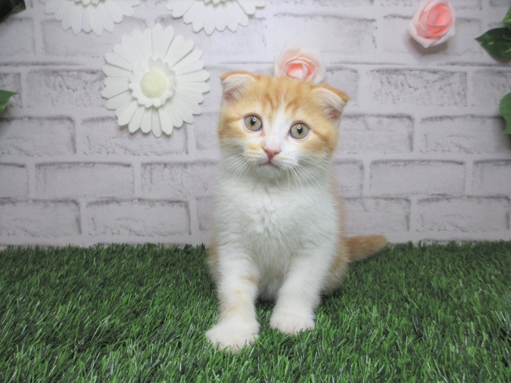 岡山県のスコティッシュフォールド (アミーゴ妹尾店/2024年4月8日生まれ/男の子/レッドタビーホワイト)の子猫