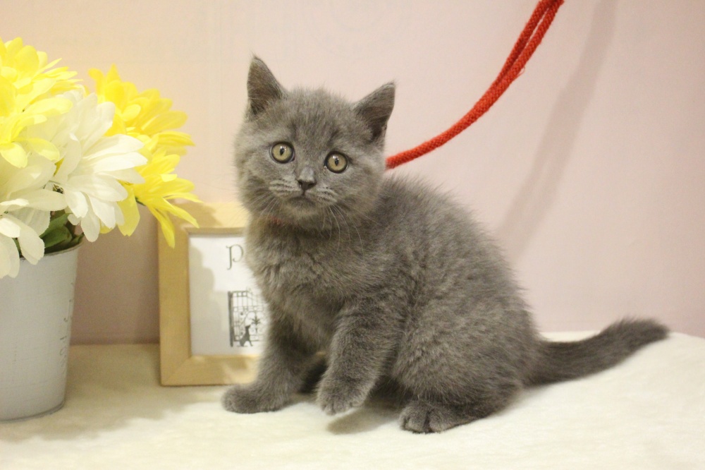 兵庫県のブリティッシュショートヘアー (アミーゴ魚住店/2024年4月10日生まれ/女の子/ブルー)の子猫
