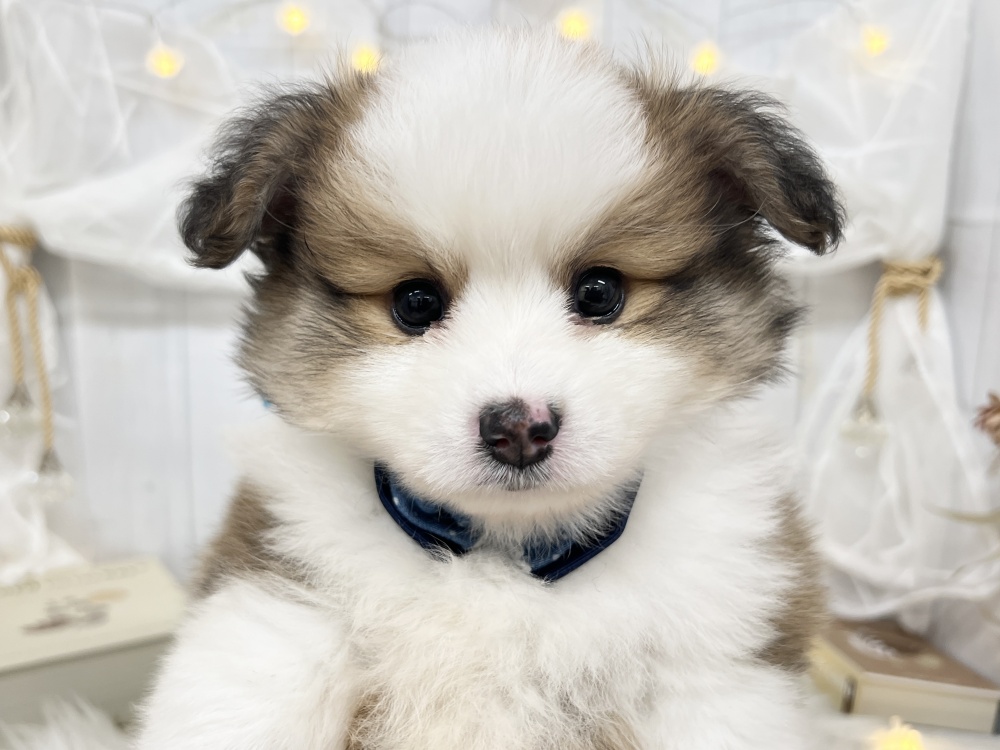 香川県のハーフ犬 (アミーゴ屋島店/2024年4月10日生まれ/男の子/セーブルホワイト)の子犬
