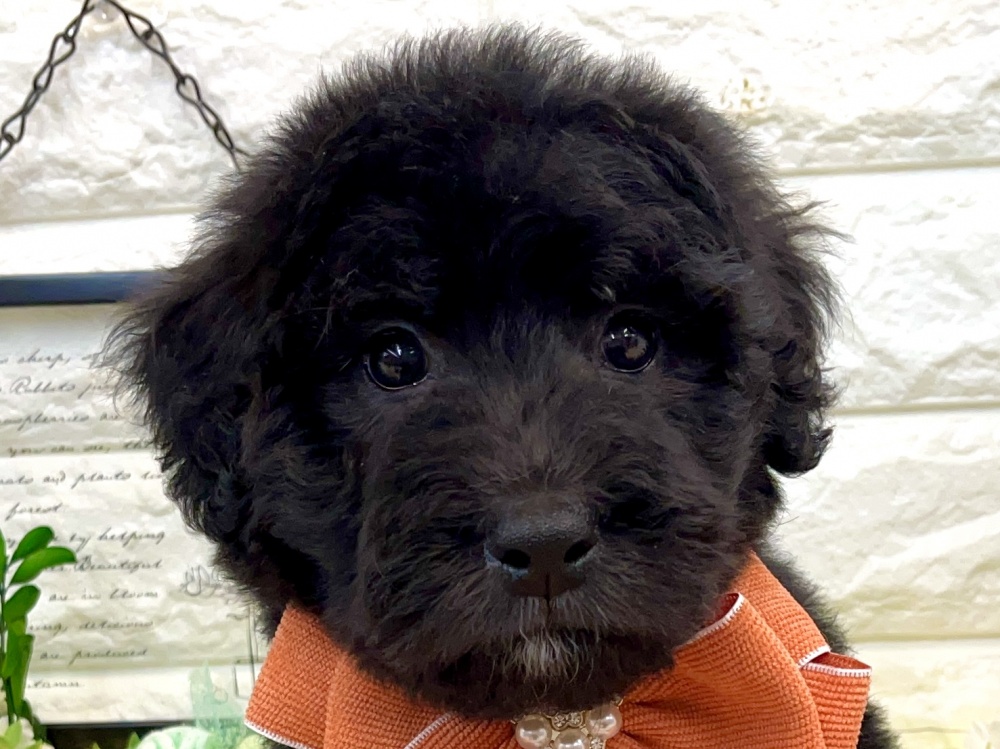 兵庫県のハーフ犬 (アミーゴ姫路花田店/2024年4月10日生まれ/男の子/ブラック)の子犬