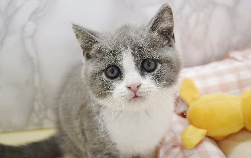 広島県のブリティッシュショートヘアー (アミーゴ宇品店/2024年4月7日生まれ/男の子/ブルーホワイト)の子猫