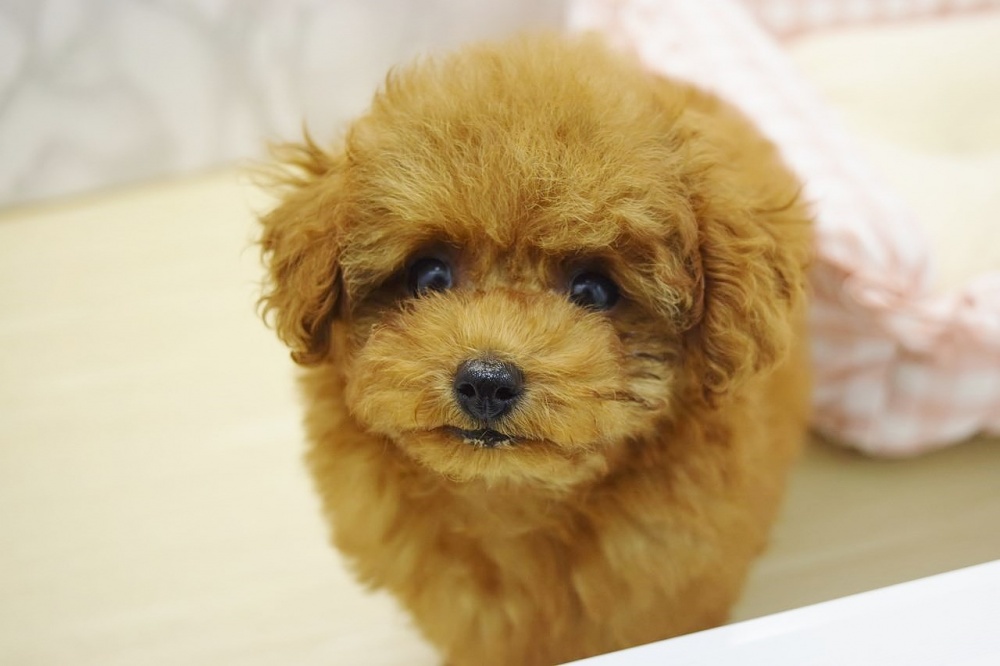 広島県のトイプードル(トイ) (アミーゴ宇品店/2024年4月7日生まれ/女の子/レッド)の子犬