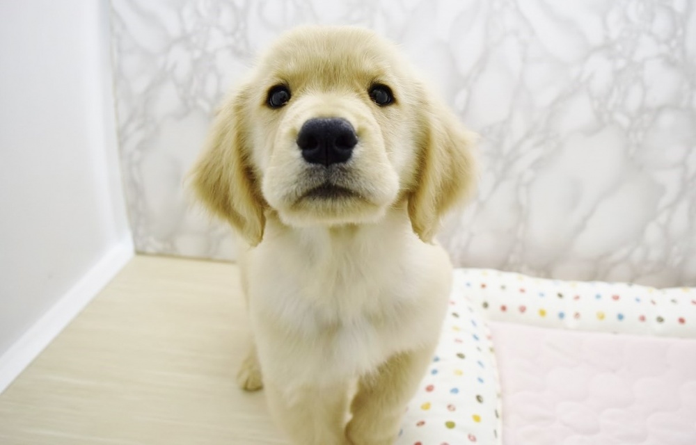 広島県のゴールデンレトリバー (アミーゴ宇品店/2024年4月11日生まれ/女の子/ゴールデン)の子犬