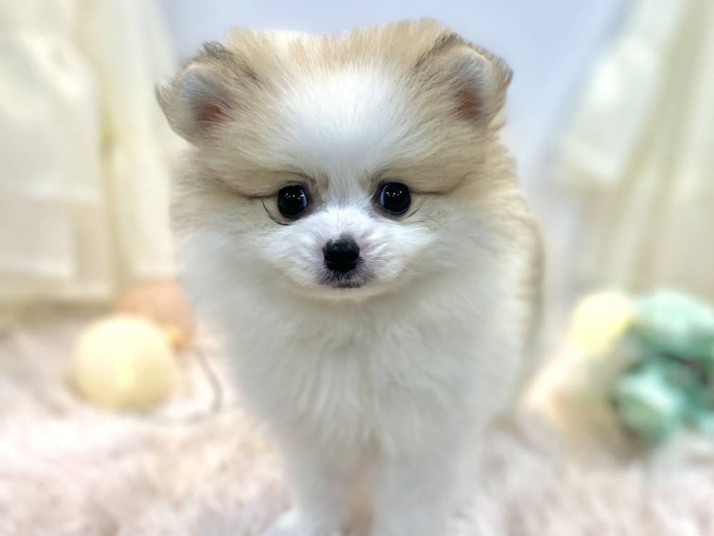 兵庫県のポメラニアン (アミーゴ姫路飾磨店/2024年4月8日生まれ/男の子/パーティーカラー)の子犬