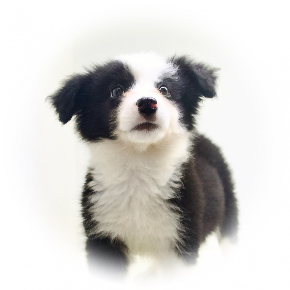 岡山県のボーダーコリー (アミーゴ大安寺店/2024年4月3日生まれ/女の子/ブラックホワイト)の子犬