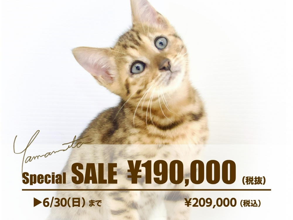 岡山県のベンガル (アミーゴ大安寺店/2024年4月5日生まれ/女の子/ブラウンスポットタビー)の子猫
