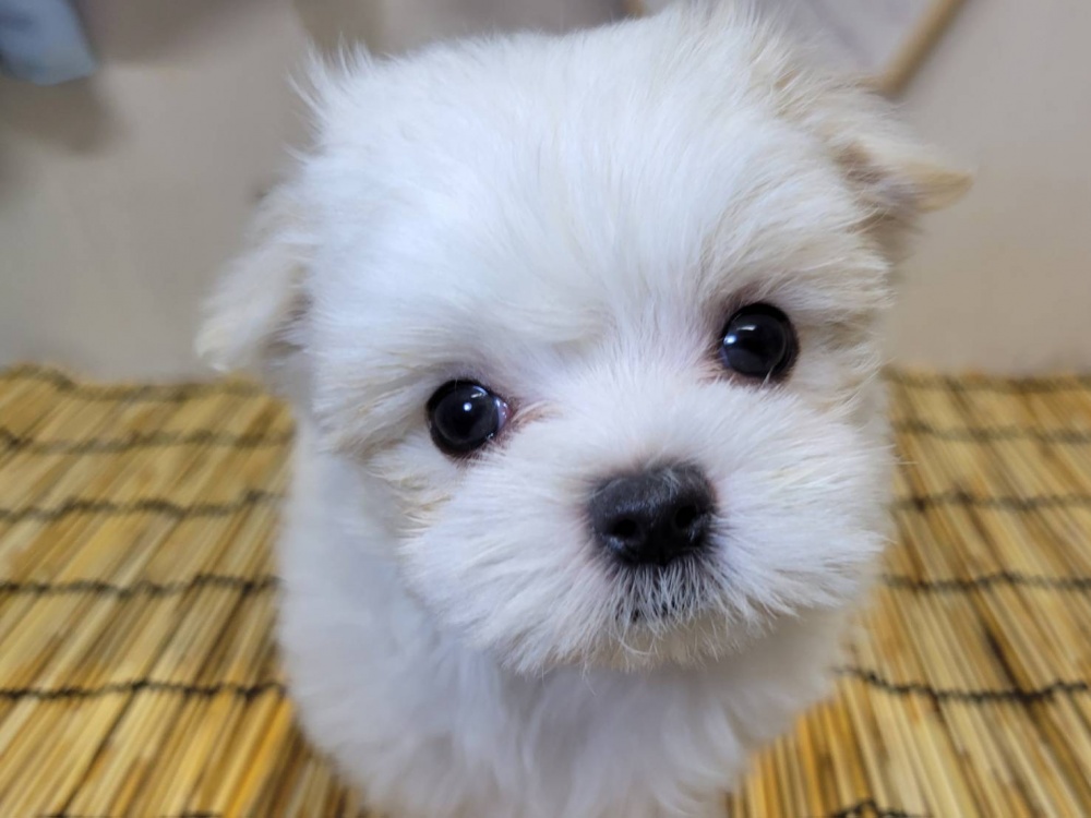 高知県のハーフ犬 (アミーゴ高知店/2024年4月8日生まれ/女の子/ホワイトクリーム)の子犬