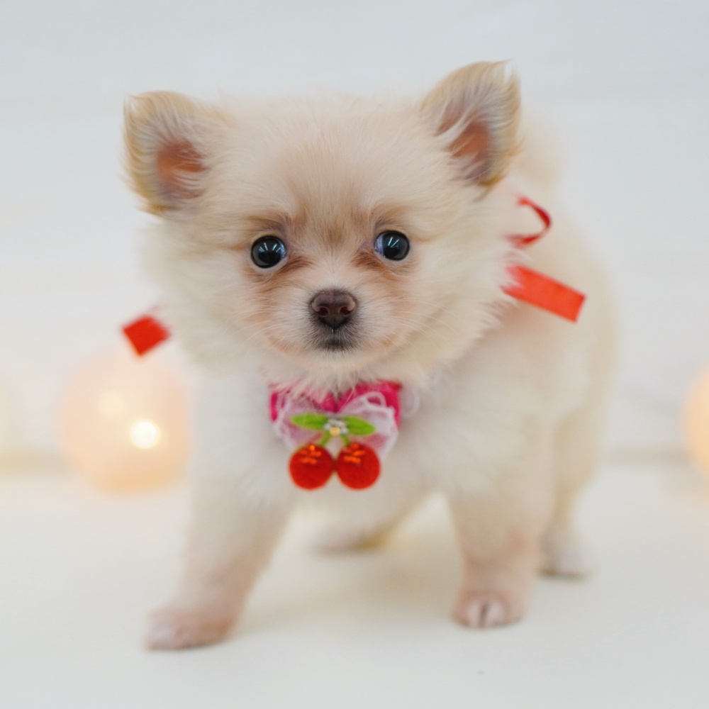 富山県のハーフ犬 (アミーゴ富山山室店/2024年1月30日生まれ/女の子/クリーム)の子犬