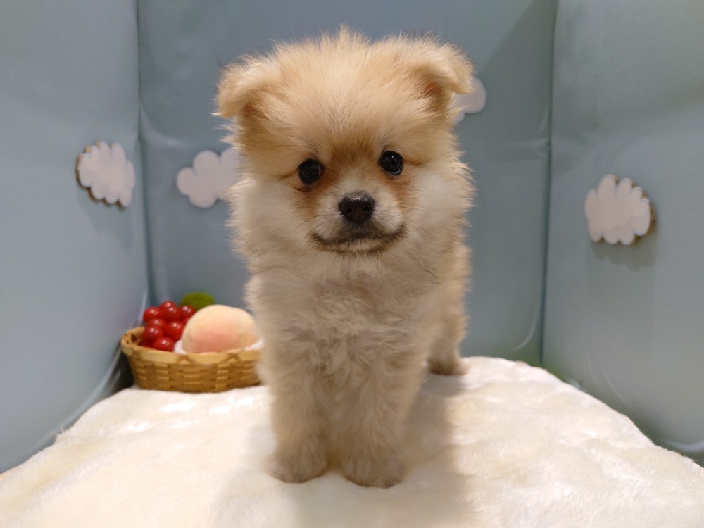 新潟県のハーフ犬 (アミーゴ新発田店/2024年3月17日生まれ/女の子/オレンジ)の子犬