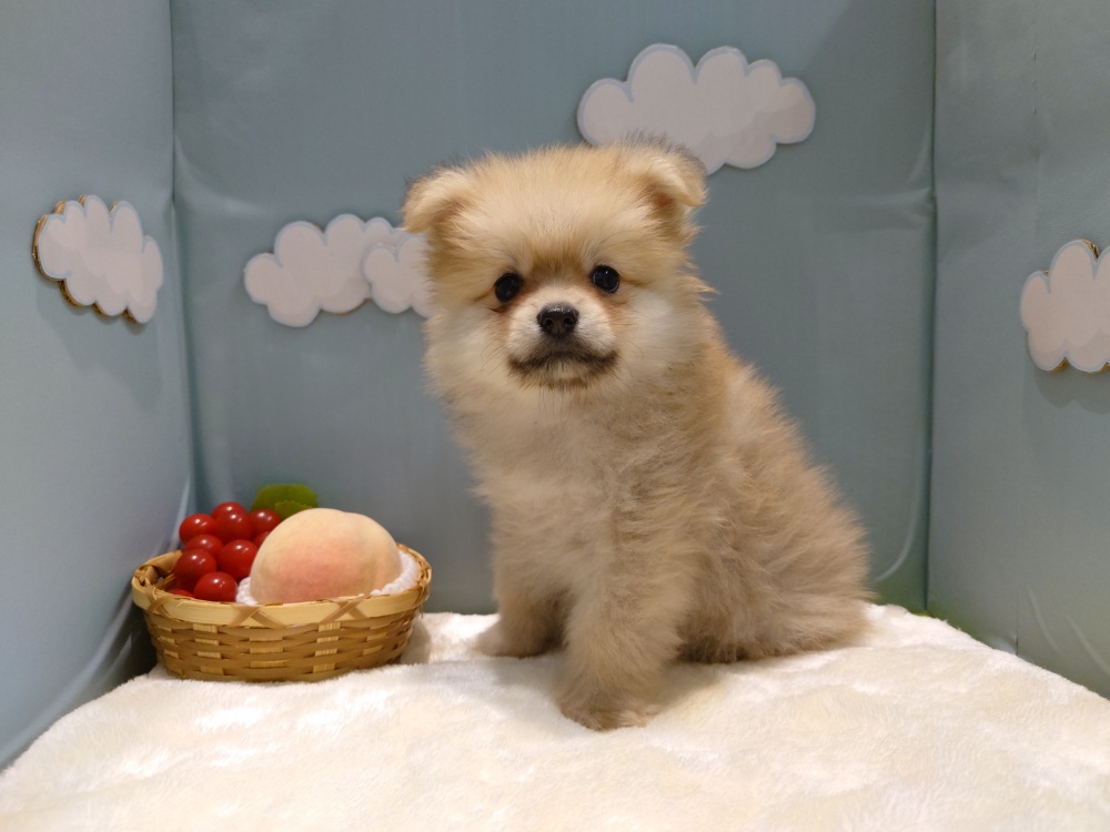 2024年3月17日生まれのハーフ犬の3枚目の写真