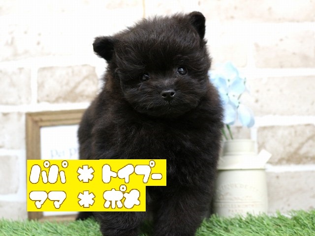 兵庫県のハーフ犬 (アミーゴ神戸西店/2024年4月6日生まれ/男の子/ブラック)の子犬