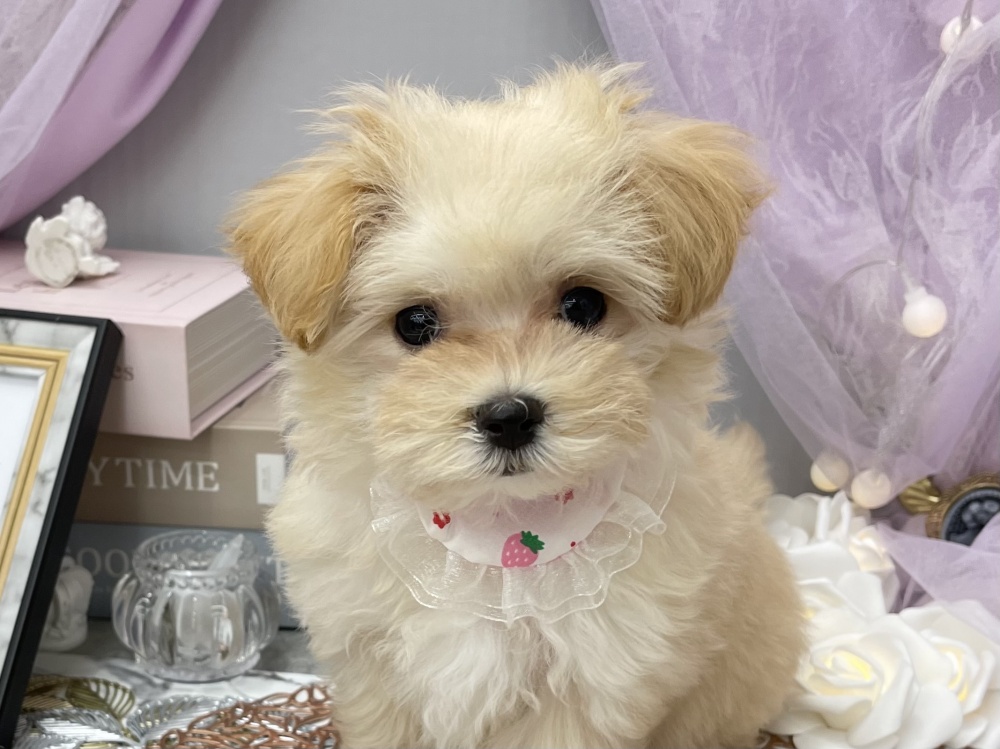 岡山県のハーフ犬 (アミーゴ高屋店/2024年3月23日生まれ/女の子/アプリコット)の子犬