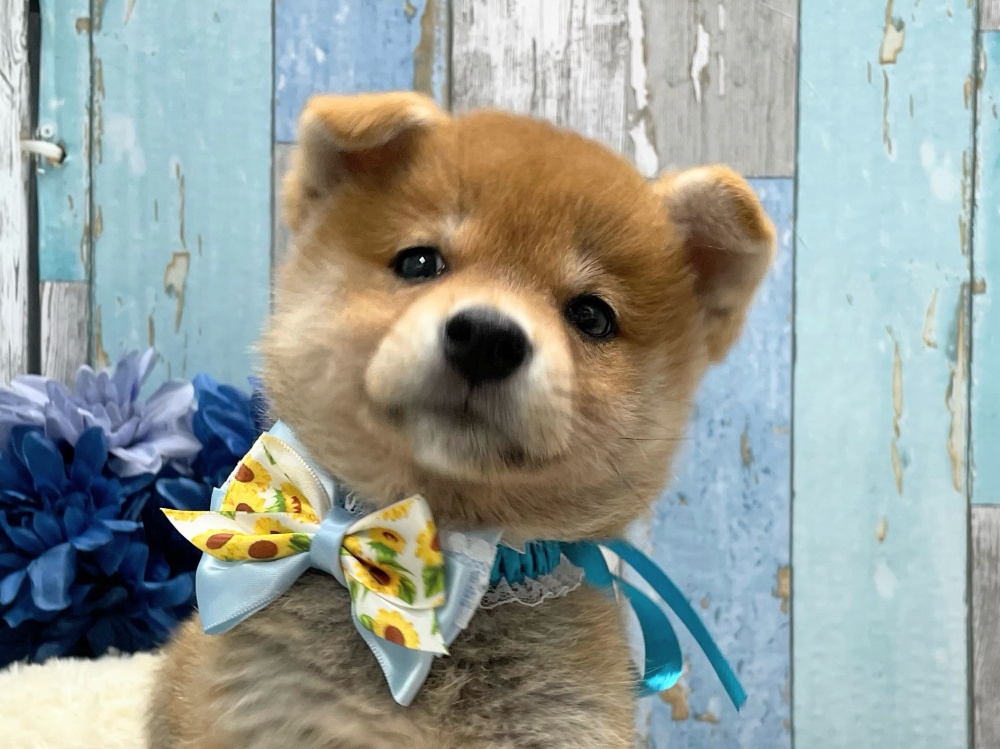 岡山県の柴犬(標準サイズ) (アミーゴ岡南店/2024年3月21日生まれ/女の子/赤)の子犬